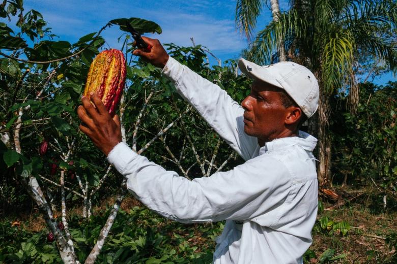 За год мировые цены на какао-бобы увеличились более чем втрое